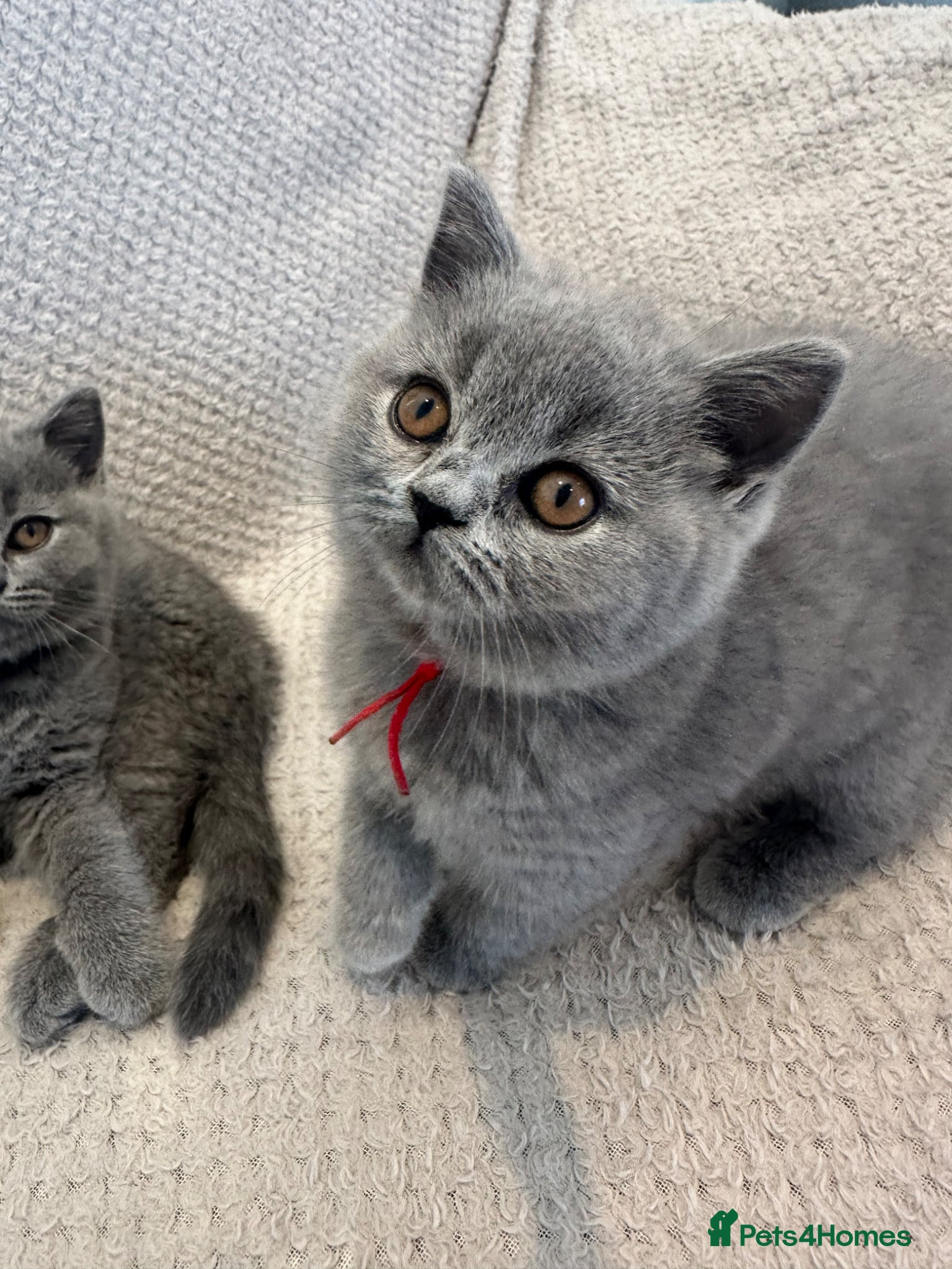 British Shorthair cats READY NOW!!  BSH only  £700 - Advert 2