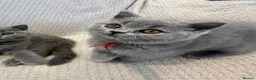 British Shorthair cats for sale: Kittens BSH £850 - Advert 5