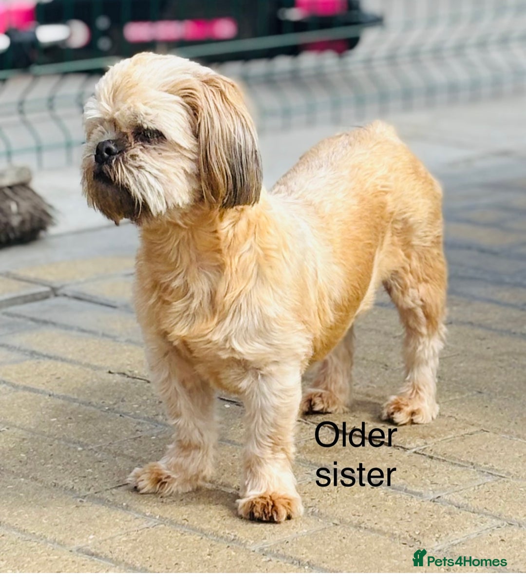 Shih Tzu dogs for sale: Beautiful shih tzu babies  - Advert 4