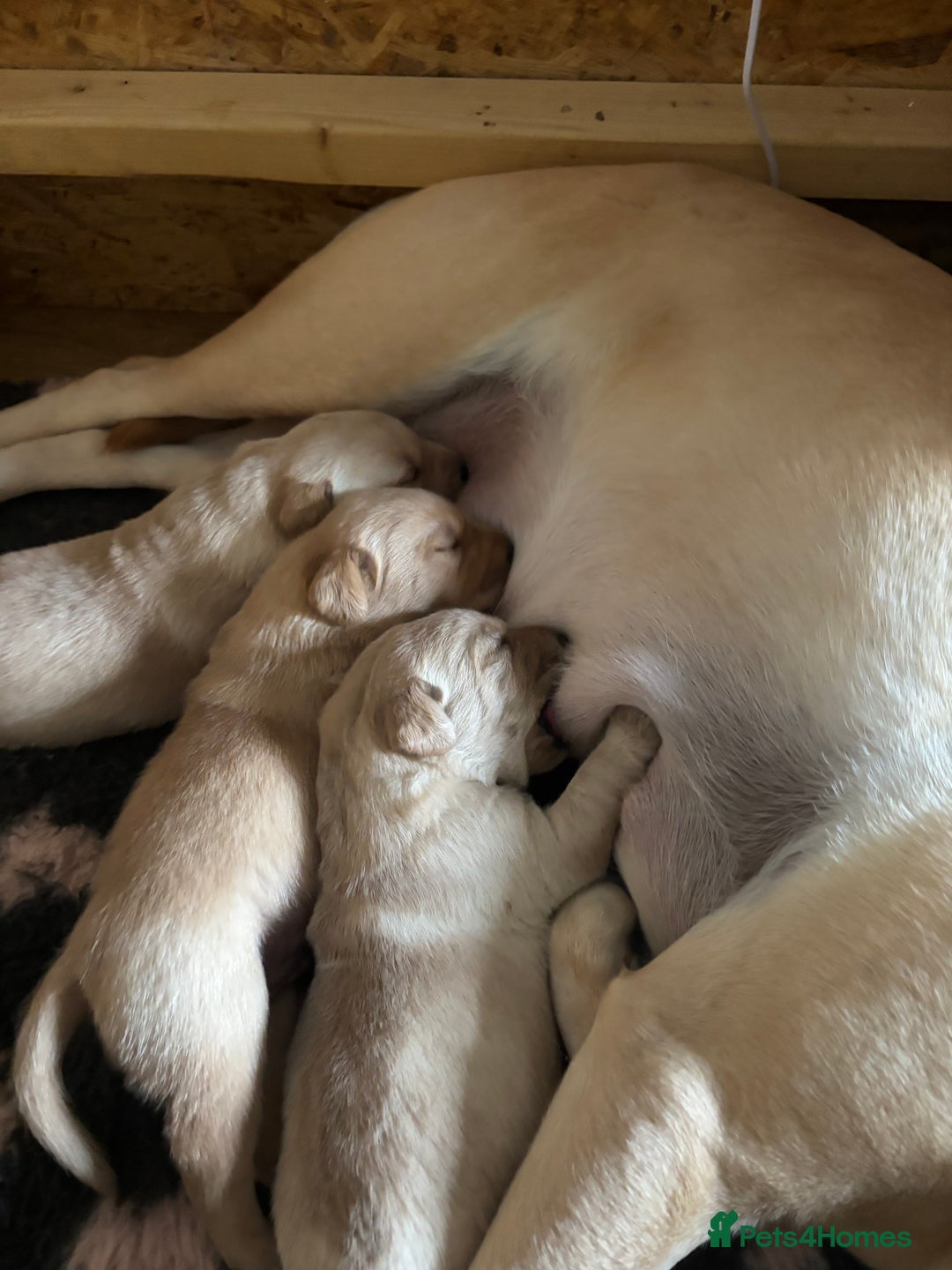 Labrador Retriever dogs for sale: STUNNING HEALTH TESTED LABRADORS - Image 6