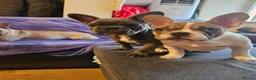 French Bulldog dogs for sale: French Bulldog Puppies – 3 Boys – Blue & Blue-Eyed - Advert 1