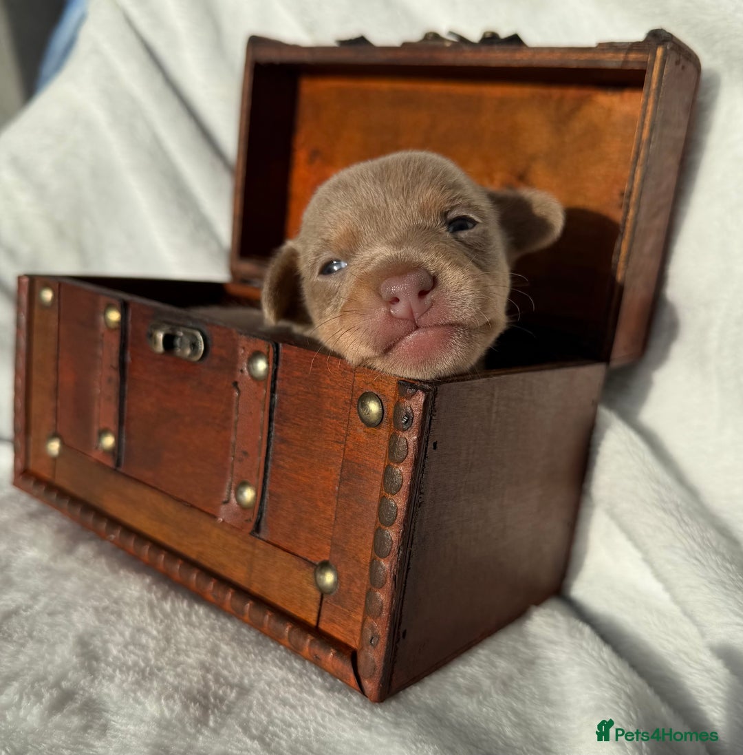 Jack Russell dogs for sale: DONJACKS PUPPIES ON THE WAY!! - Advert 1