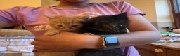 Mixed Breed cats for sale: Lovely and friendly kittens  - Advert 7