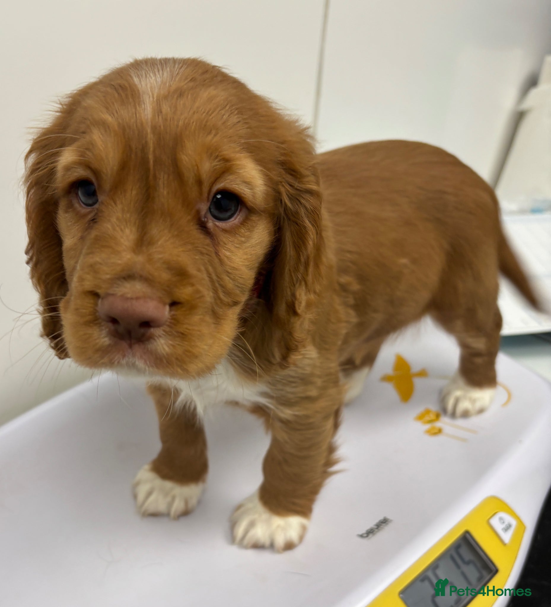 Cocker Spaniel dogs Stunning KC registered  - Advert 1