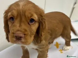 Cocker Spaniel dogs Stunning KC registered - Advert 2