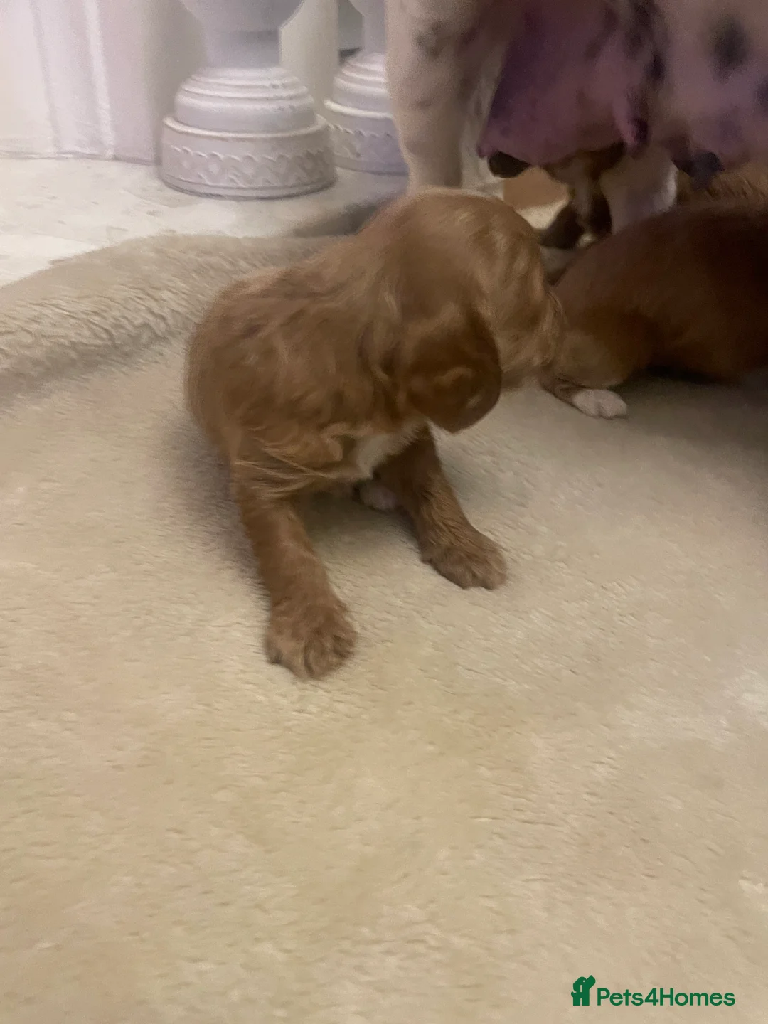 Cavapoo dogs for sale: Beautiful cavapoo puppies  - Advert 15