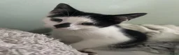 Mixed Breed cats for sale: Gorgeous black and white male kitten  - Advert 3