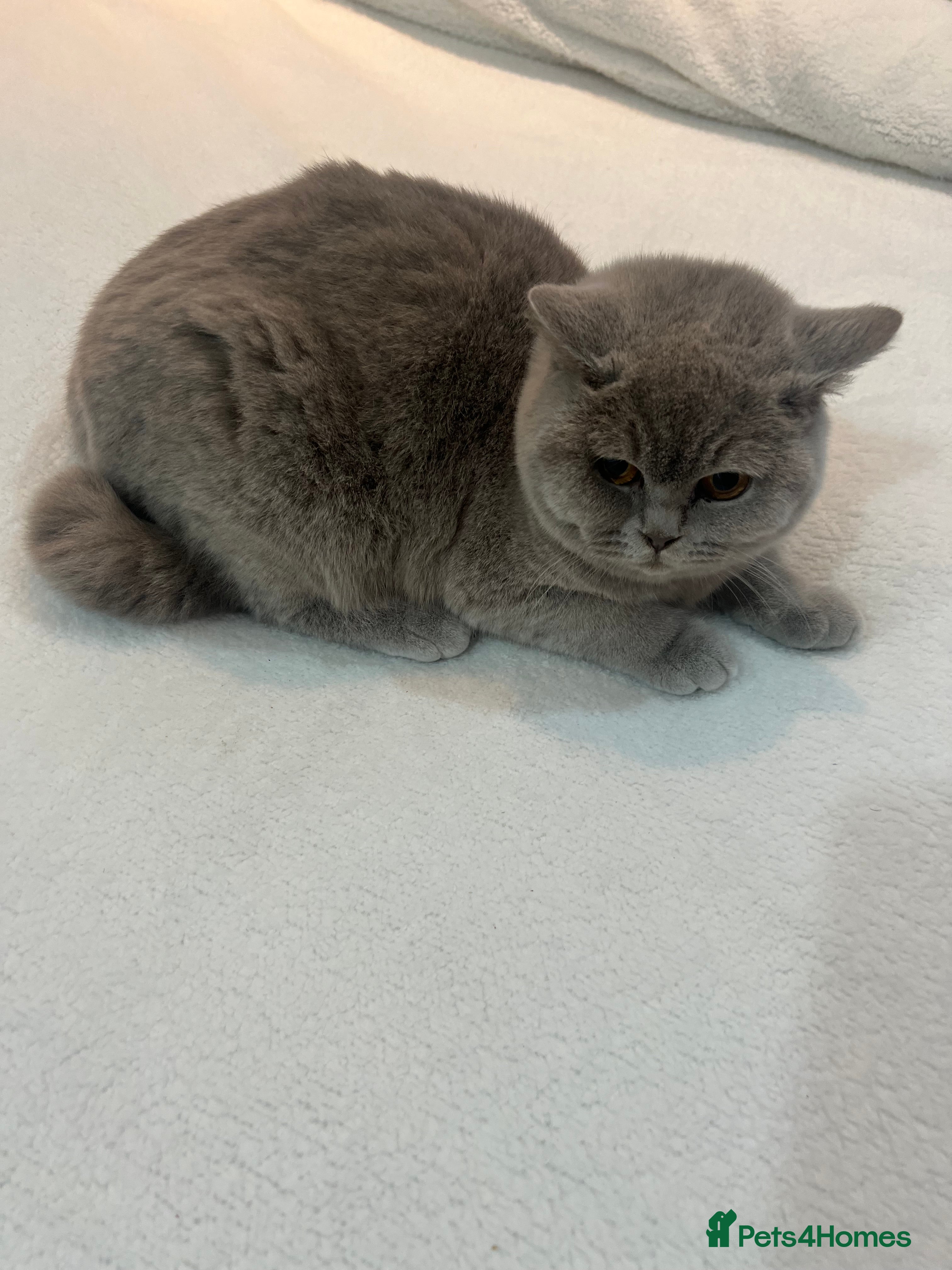 British Shorthair cats Pure Pedigree Lilac British Shorthair Boy - Advert 3