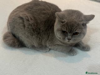 British Shorthair cats Pure Pedigree Lilac British Shorthair Boy - Advert 3