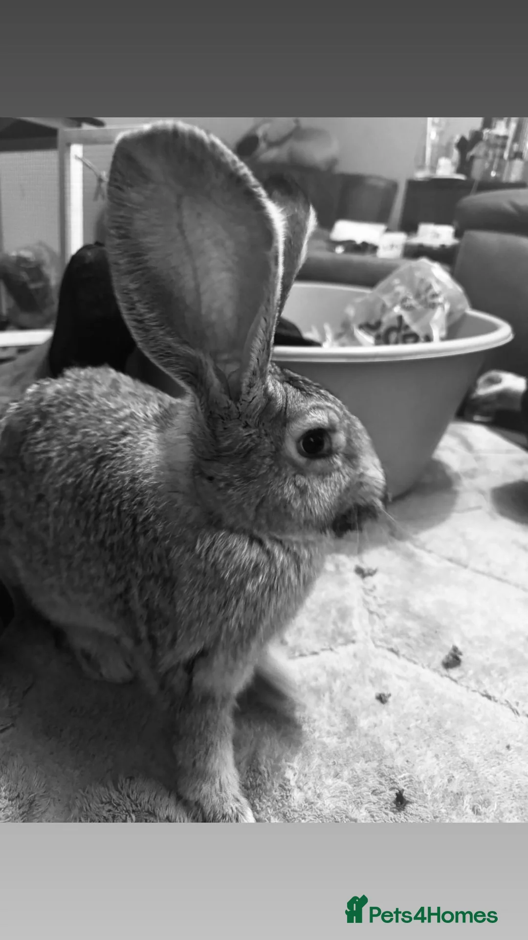 Continental Giant rabbits for sale: Continental giant rabbit - Advert 5