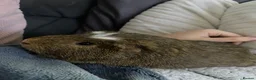 Guinea Pig rodents for sale: 2 male Guinea pigs  in Mansfield - Advert 3