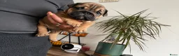English Bulldog dogs for sale: Quality English bulldogs  - Advert 15
