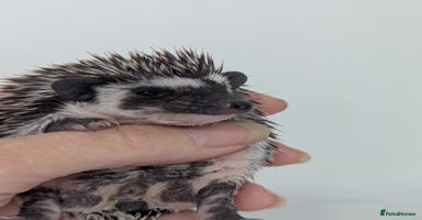 Pygmy Hedgehog rodents - Advert 3