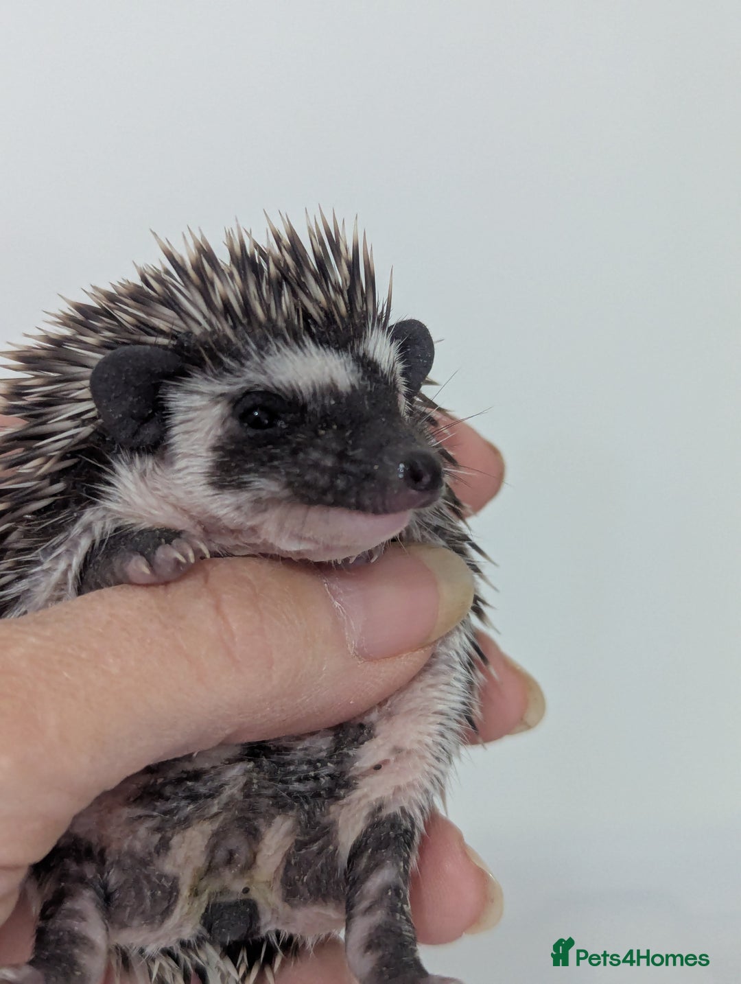 Pygmy Hedgehog rodents for sale: Beautiful litter of Hoglets/Ready to Reserve  - Image 3