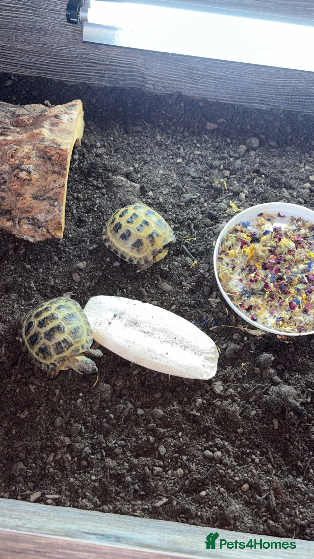 Tortoise reptiles for sale: 8 months old tortoise  - Advert 4