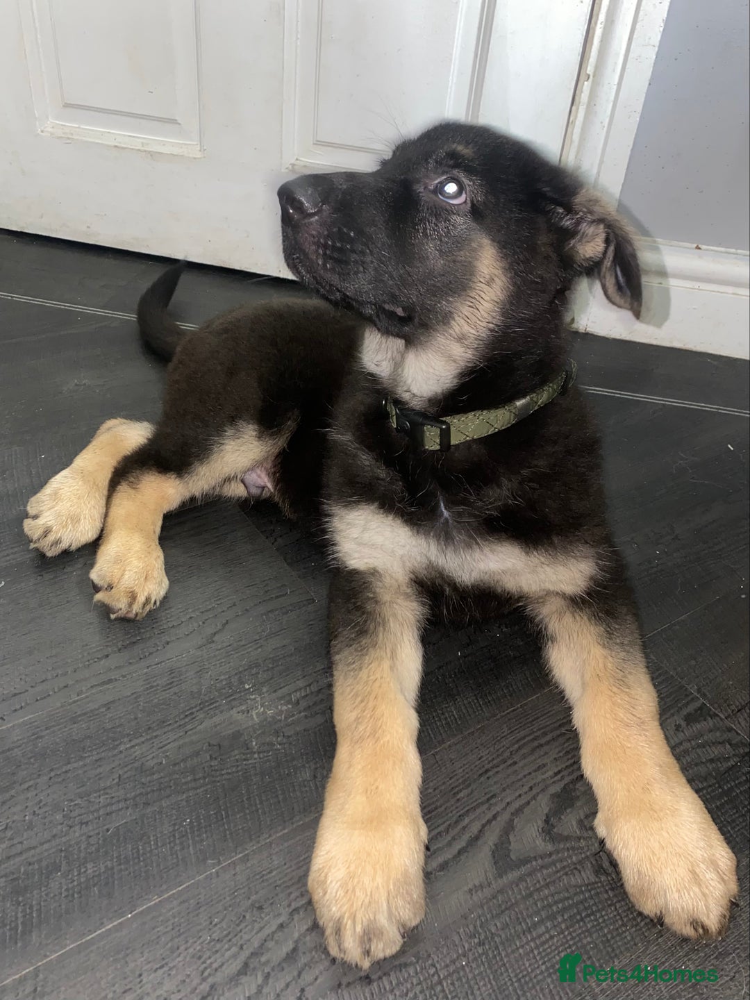 German Shepherd dogs for sale: 1 kc reg German shepherd pup sale 10 weeks old GSP - Advert 3