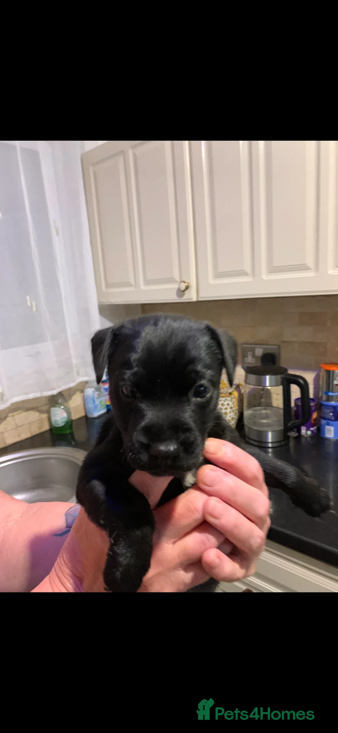 Patterdale Terrier dogs for sale: Quality Patterdales Puppies for sale - Advert 4
