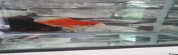 Goldfish fish for sale: 2 goldfish and tank in Bolton - Advert 2