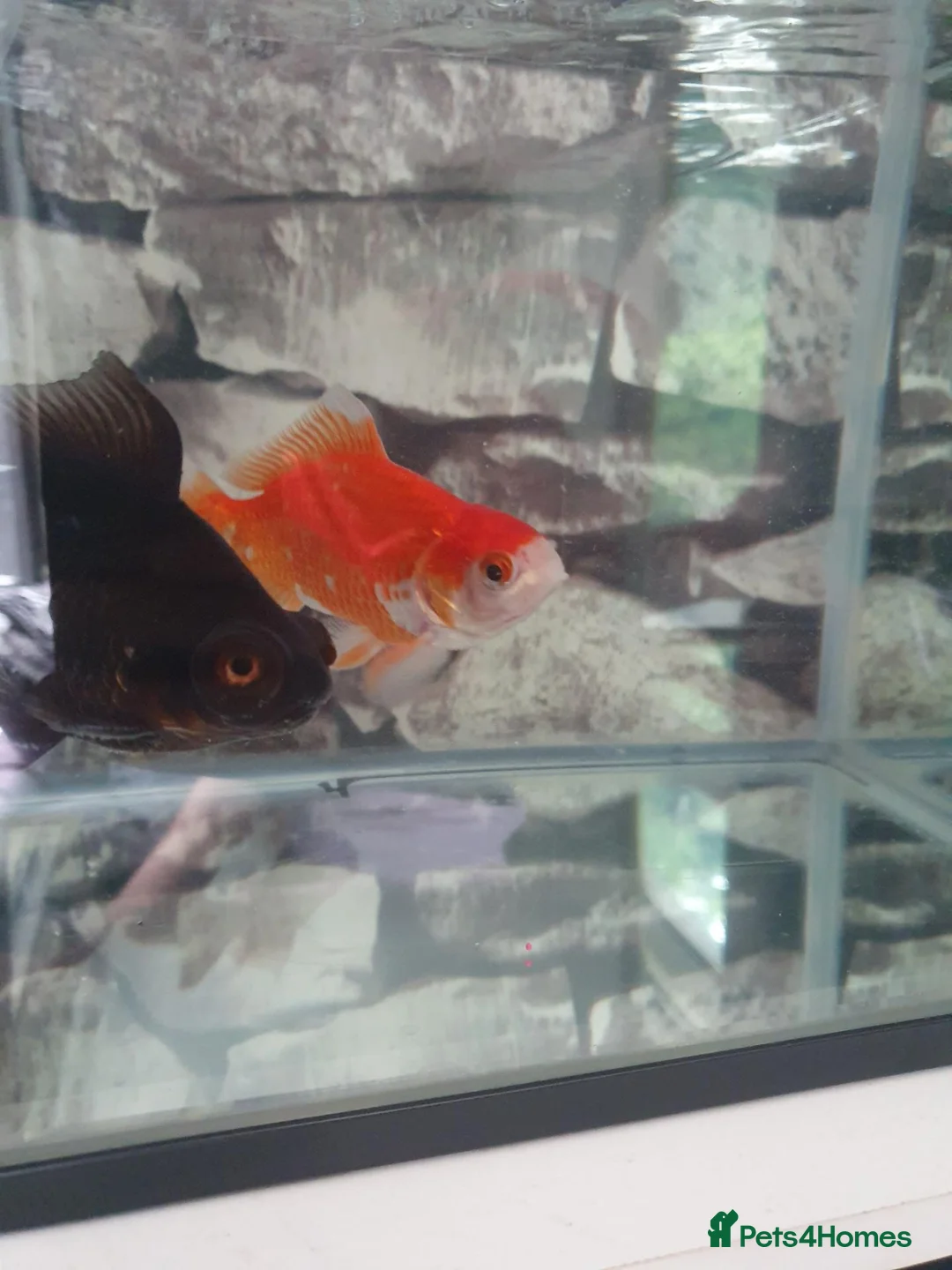 Goldfish fish for sale: 2 goldfish and tank in Bolton - Advert 2