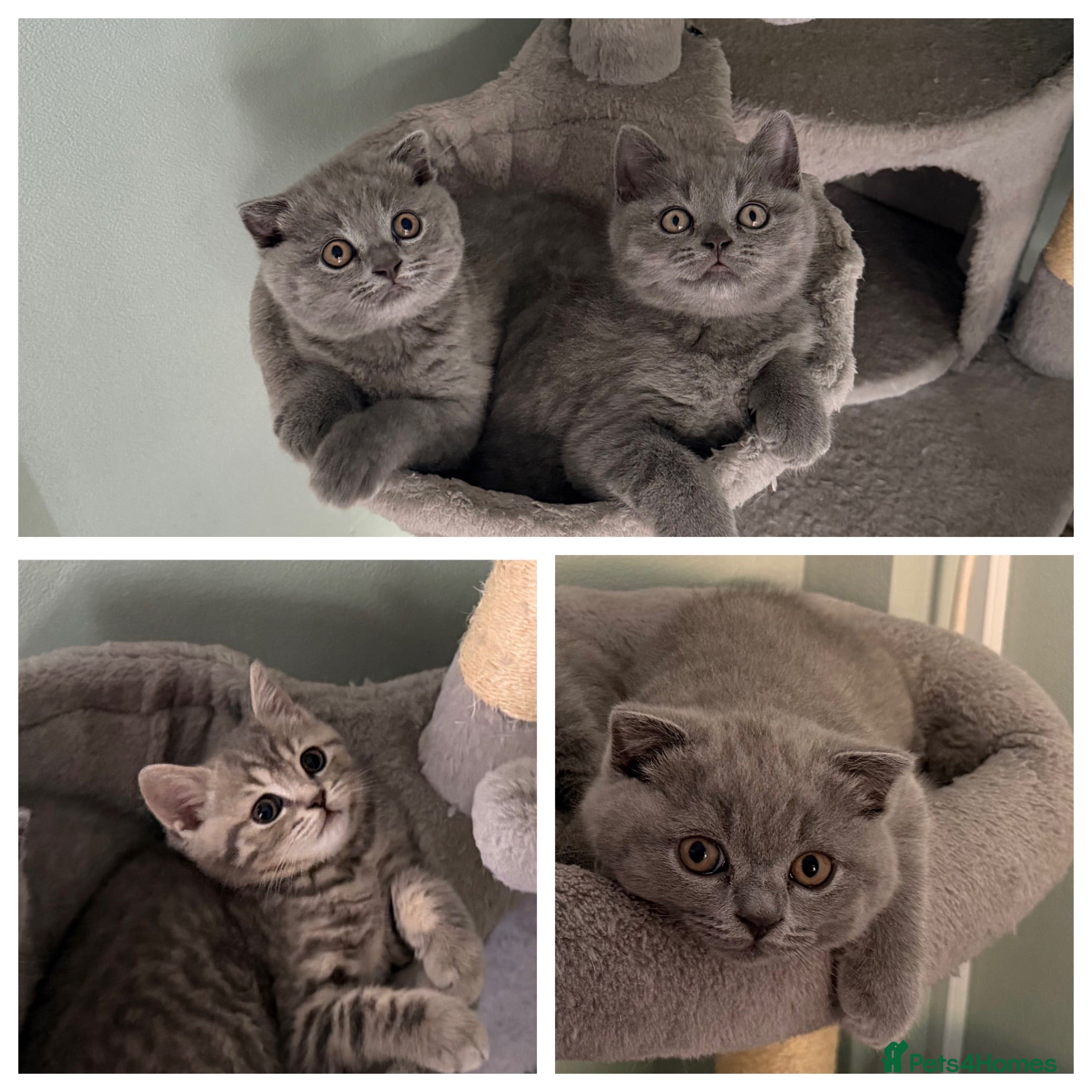 Scottish Fold cats Scottish Fold and Scottish straight kittens. - Advert 1