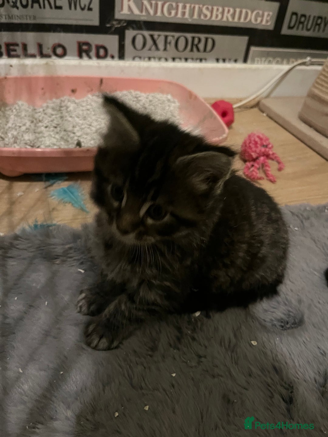 Maine Coon cats for sale: Maine coon X Ragdoll mix breed - Advert 3