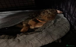 Mixed Breed dogs for sale: Re homing my dogs - Image 10