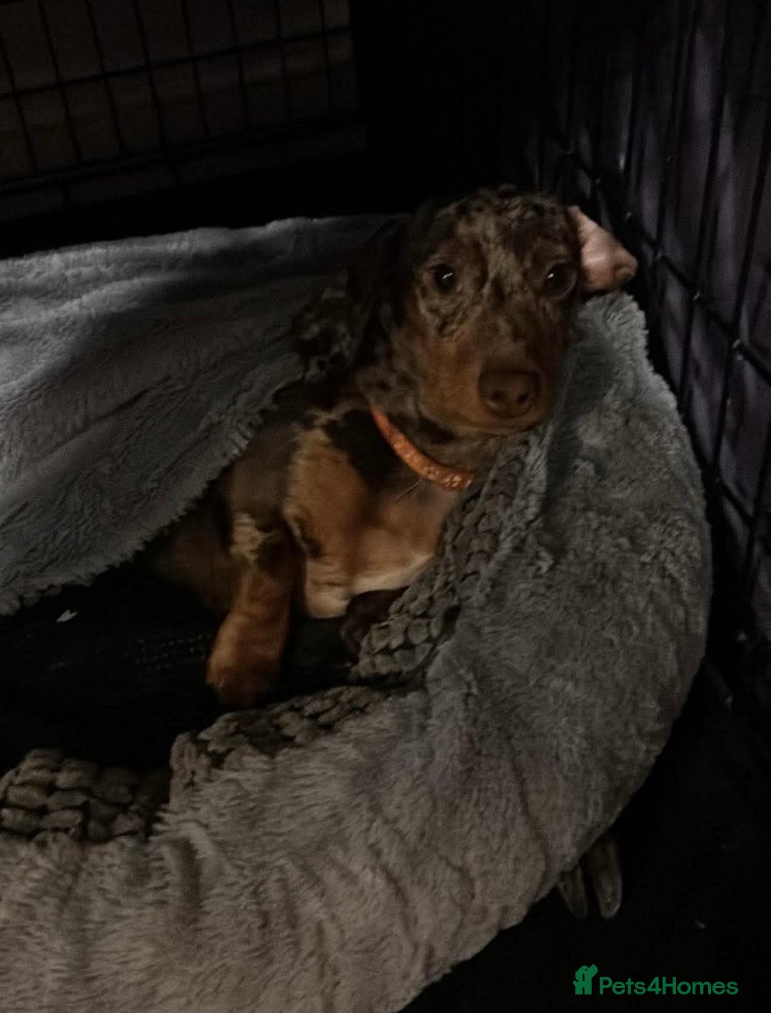 Mixed Breed dogs for sale: Re homing my dogs - Image 10