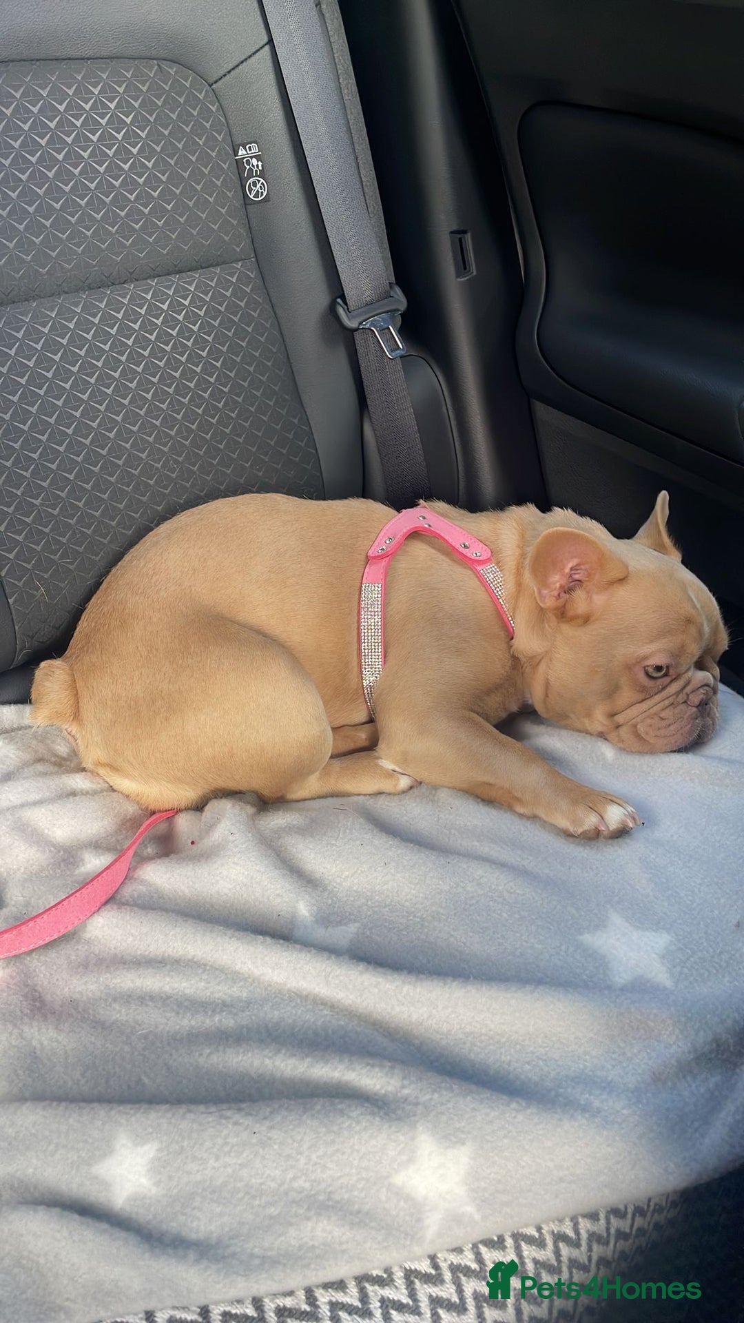 French Bulldog dogs for sale: Fluffy Female Frenchies  - Image 9