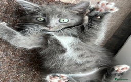 Domestic Shorthair cats for sale: 4 beautiful kittens  - Image 3