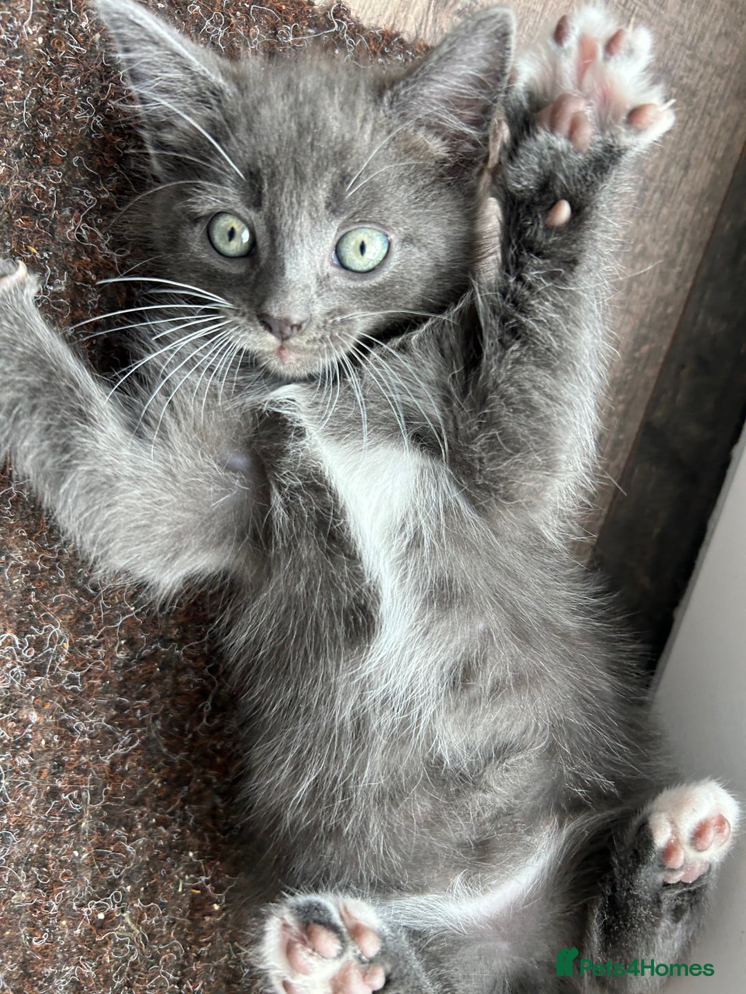 Domestic Shorthair cats for sale: 4 beautiful kittens  - Image 3
