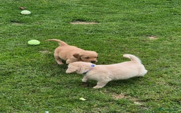 Golden Retriever dogs for sale: KC GOLDEN RETRIEVER PUPPIES HEALTH TESTED PARENTS  - Image 28