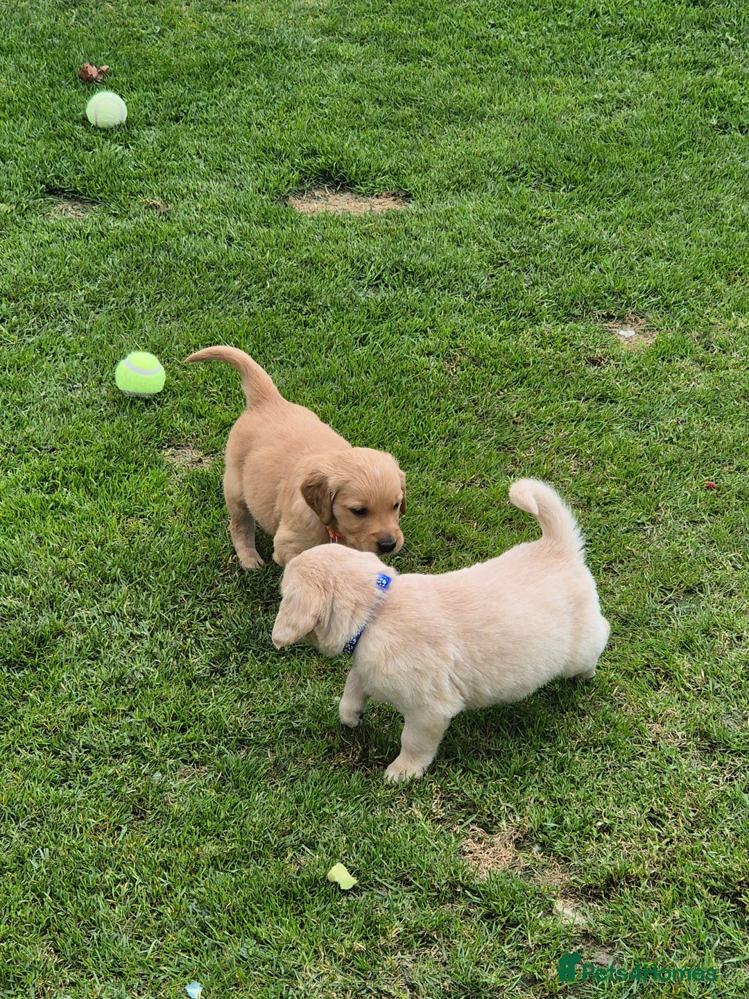 Golden Retriever dogs for sale: KC GOLDEN RETRIEVER PUPPIES HEALTH TESTED PARENTS  - Image 28
