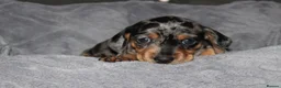 Dachshund dogs for sale: Two Dachshund boy puppies  - Advert 1
