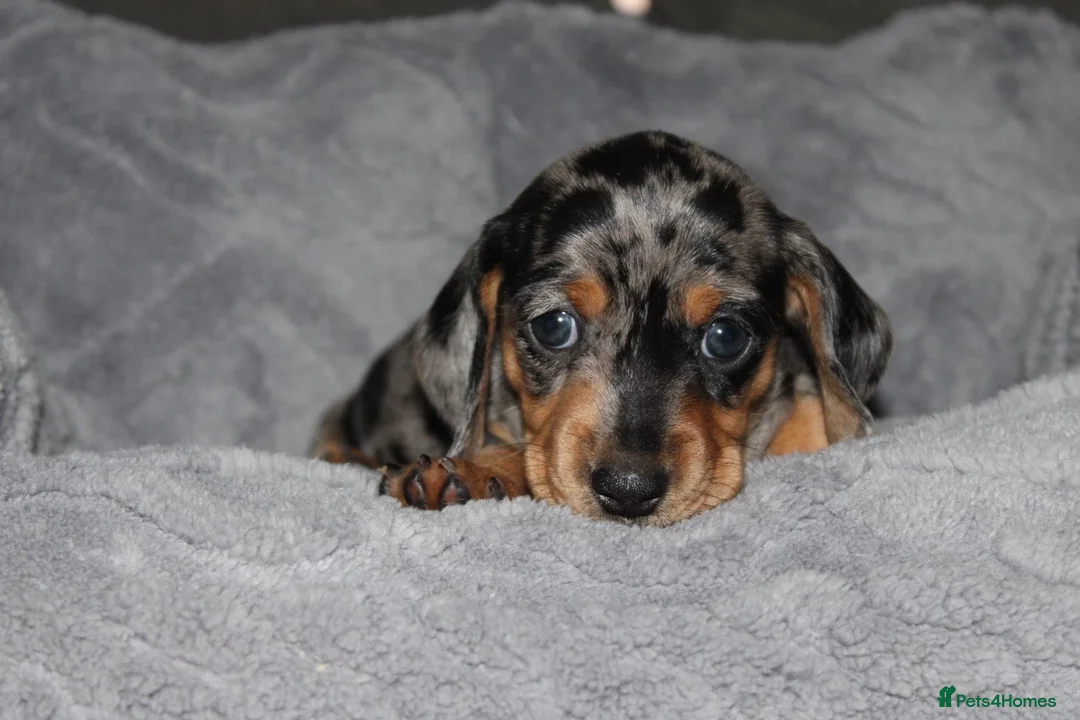 Dachshund dogs for sale: Two Dachshund boy puppies  - Advert 1