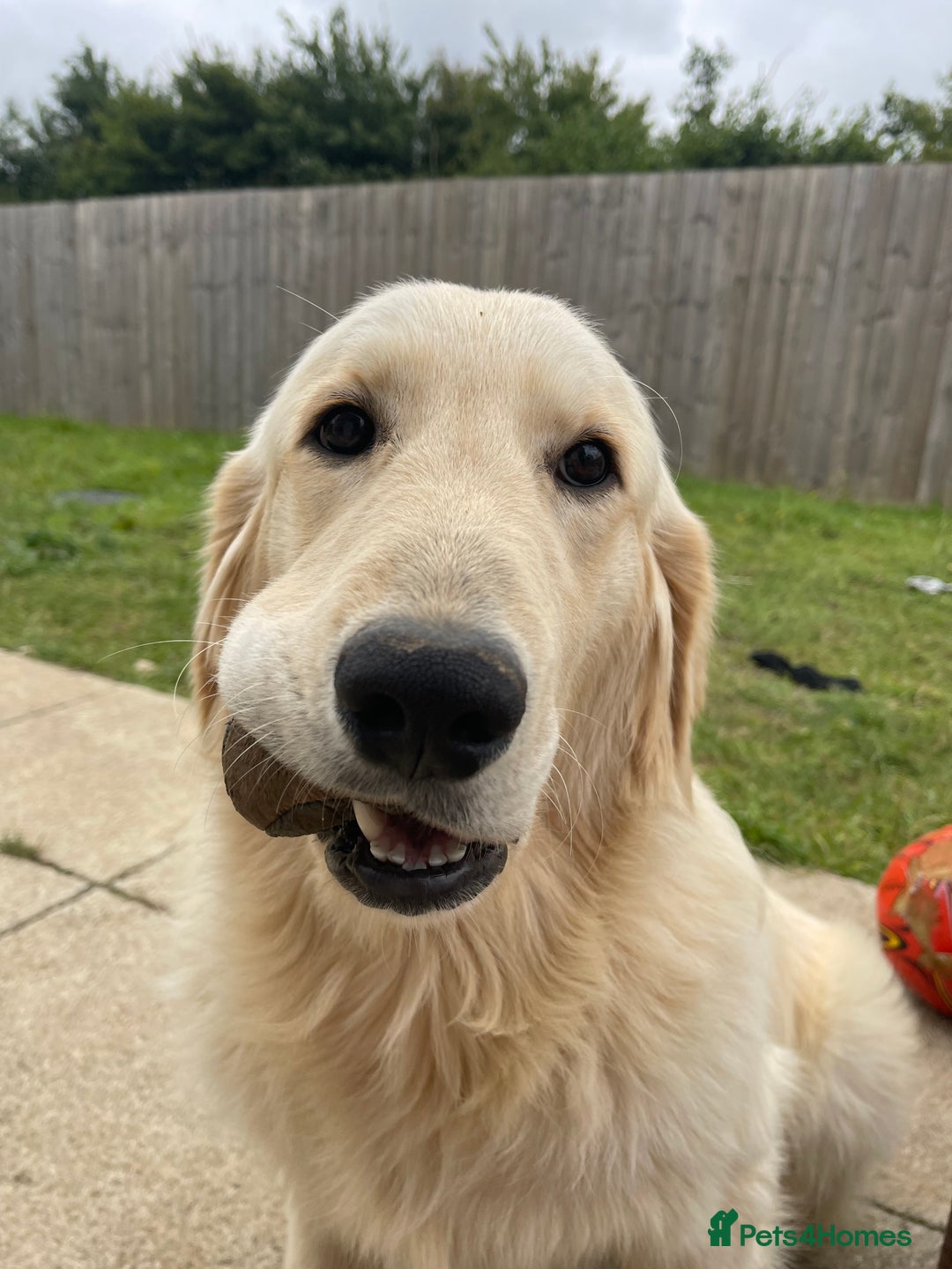 Golden Retriever dogs for sale: 1 year old male golden retriever  - Advert 3