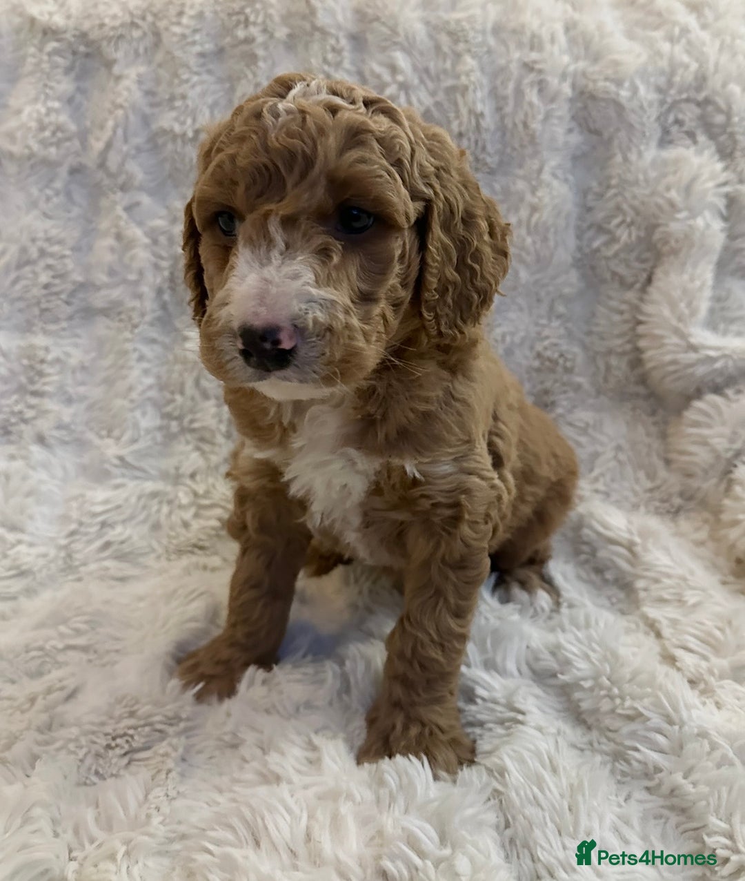 Goldendoodle dogs for sale: Beautiful golden doodles  - Advert 26
