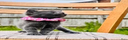Mixed Breed cats for sale: British Shorthair Dad & Tabby Mom Kittens for Sale - Advert 14