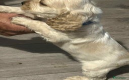 Cockapoo dogs for sale: 5 beautiful cockapoo's - Image 10