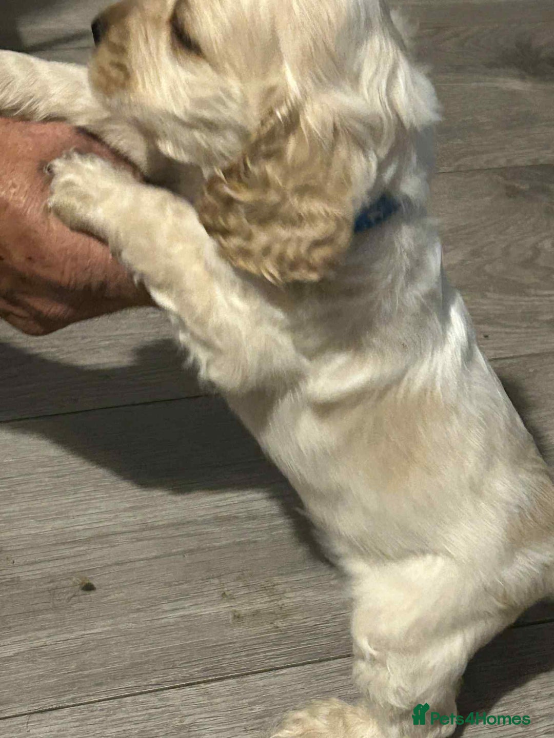 Cockapoo dogs for sale: 5 beautiful cockapoo's - Image 10