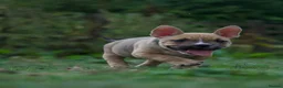 American Bully dogs for sale: American Micro Bullies  - Advert 17