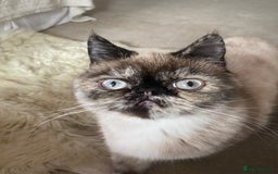 Exotic cats for sale: Fawn colour point Merle Exotic  - Image 3