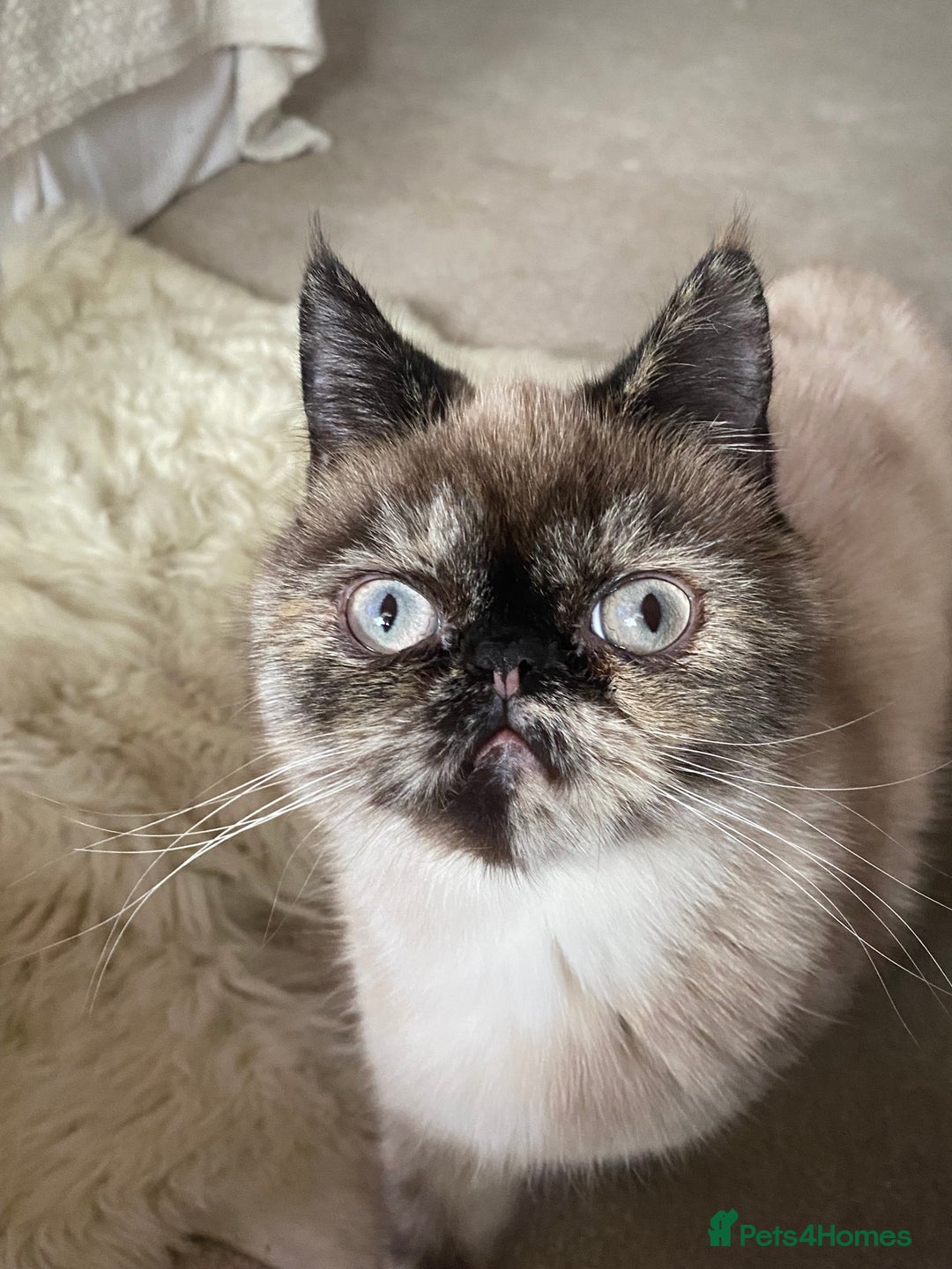 Exotic cats for sale: Fawn colour point Merle Exotic  - Image 3