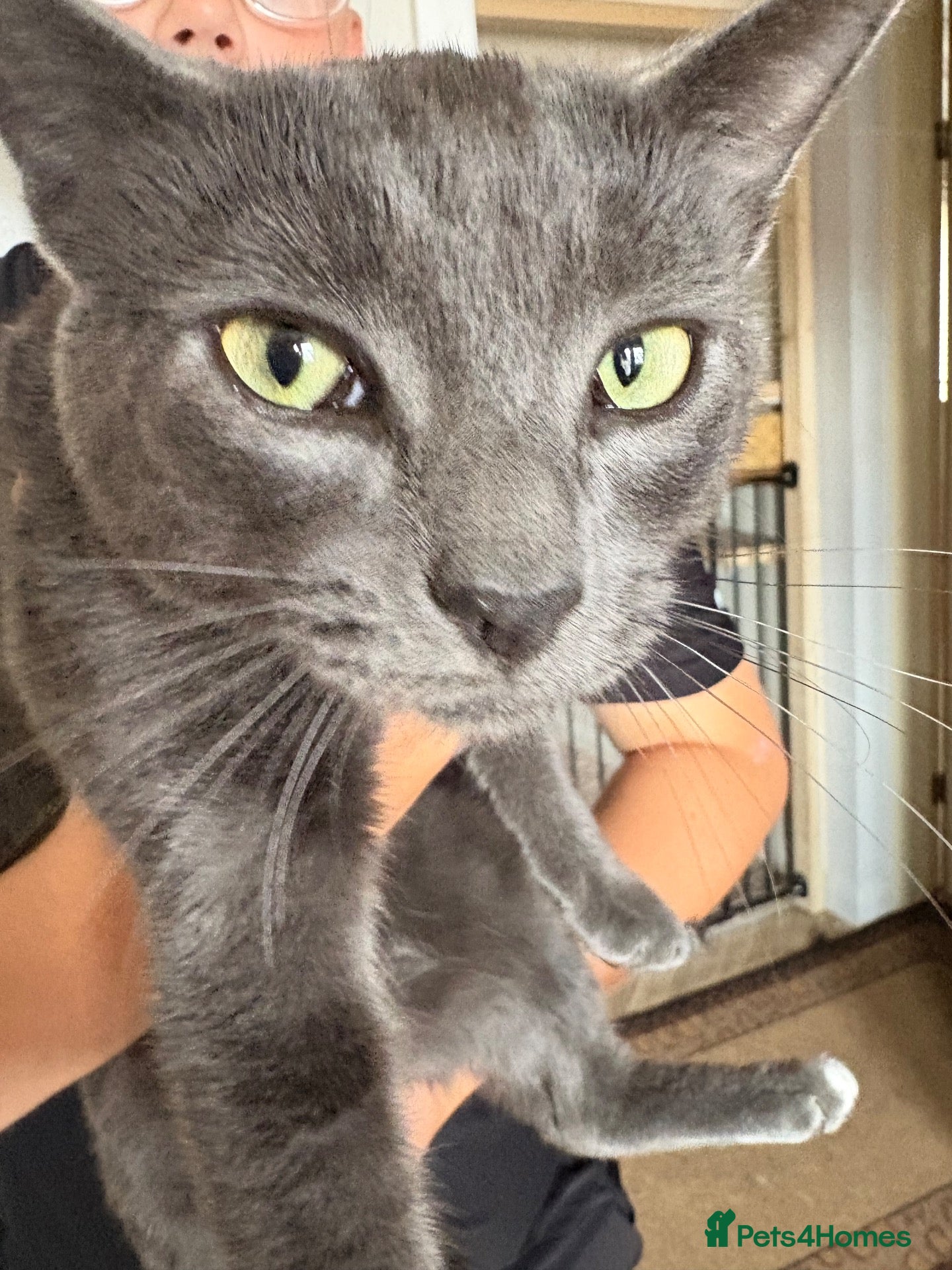 Mixed Breed cats 2 male cats to go together - Advert 3