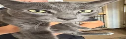 Mixed Breed cats for sale: 2 male cats to go together - Advert 1