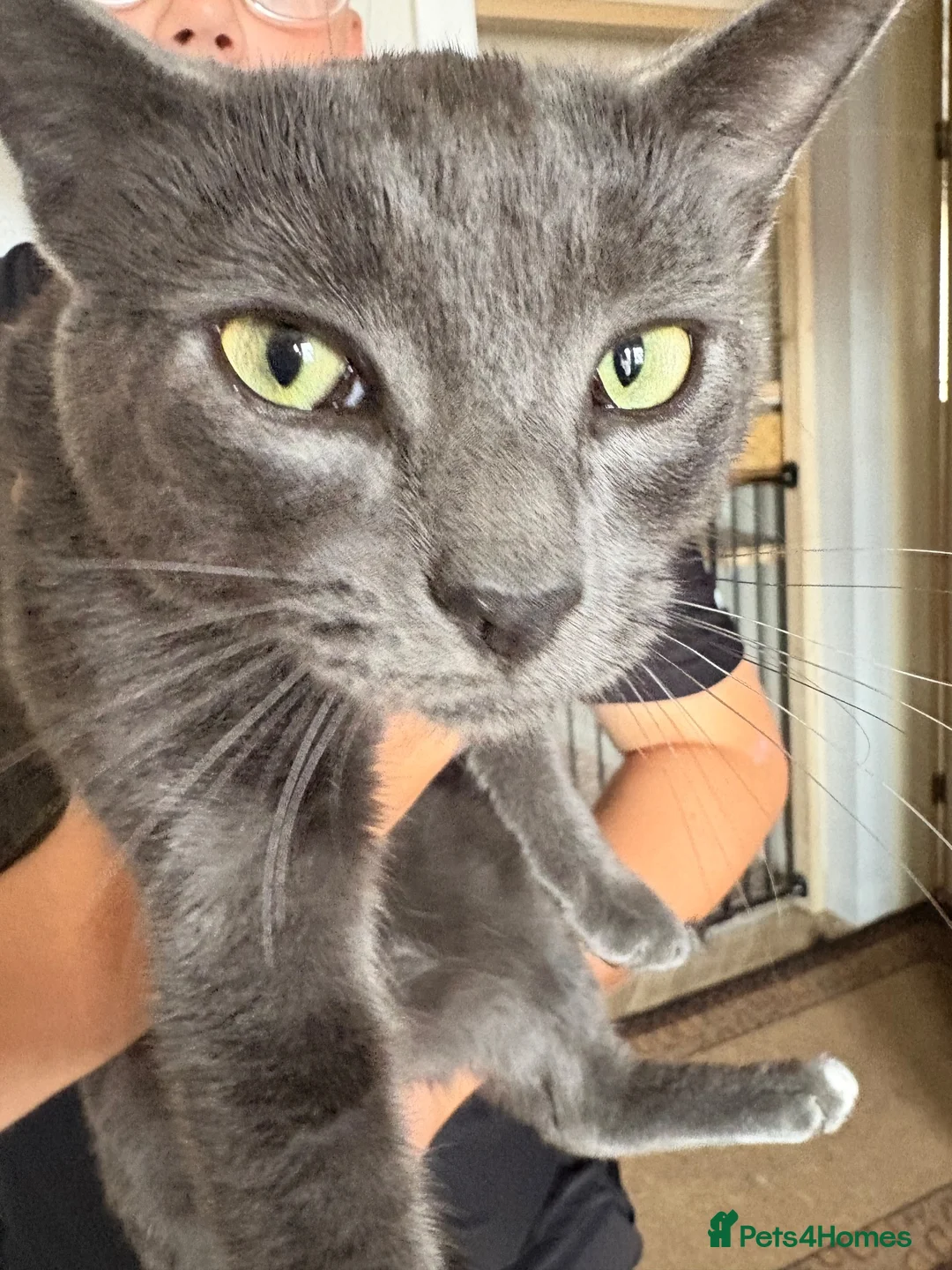 Mixed Breed cats for sale: 2 male cats to go together - Advert 1