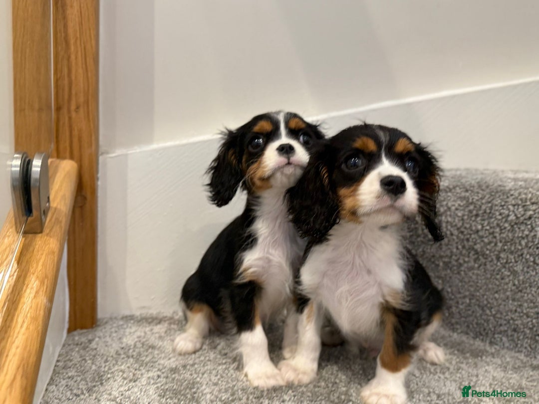 Cavalier King Charles Spaniel dogs for sale: Cavalier puppies  - Image 8