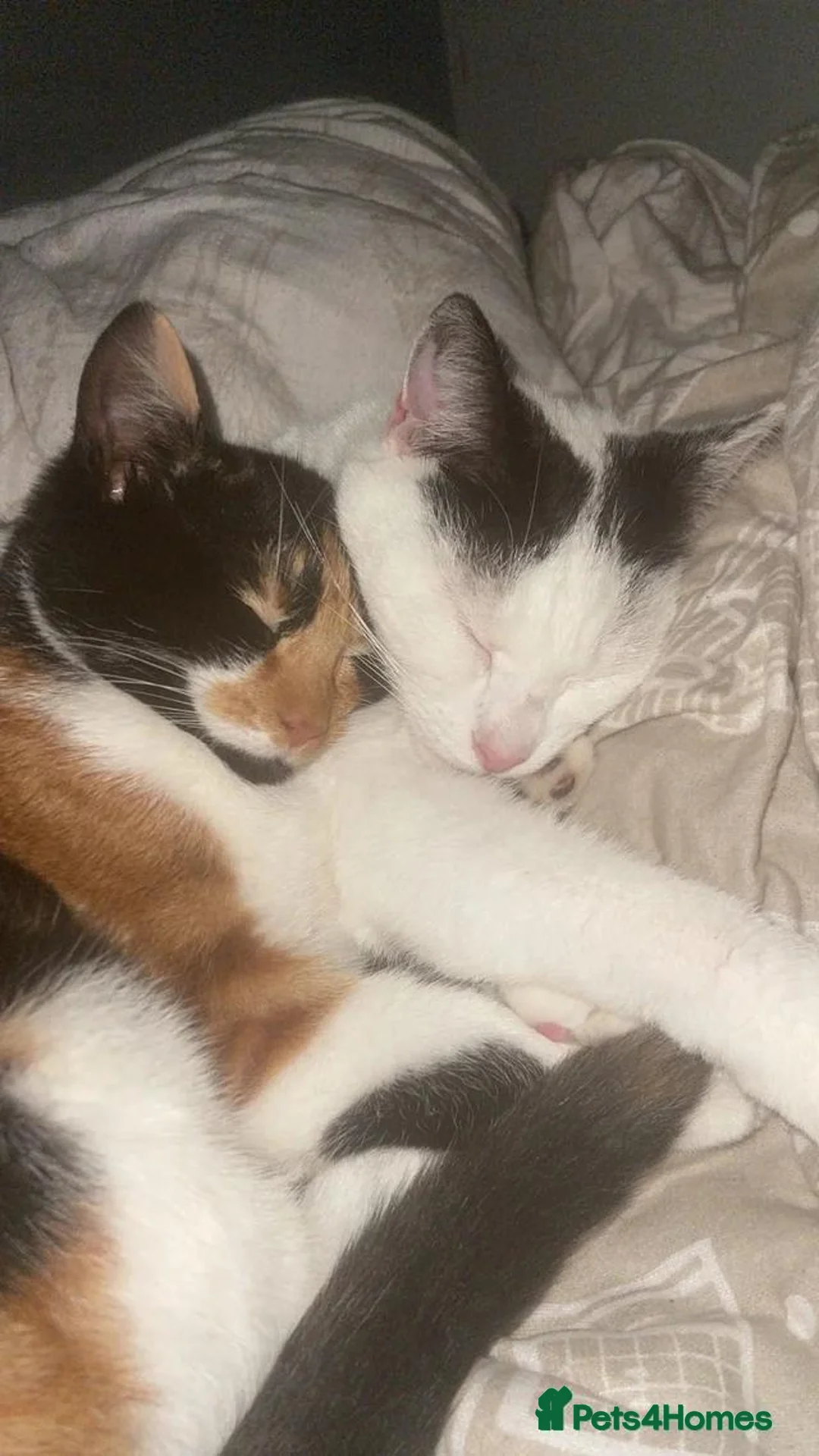 Mixed Breed cats for sale: Black kitchen  - Advert 3