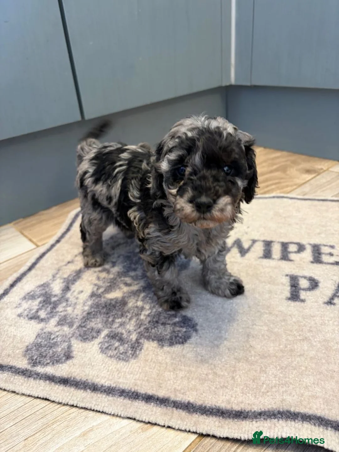 Miniature Poodle dogs for sale: Miniature Poodle Hybrid Puppies for Sale - Advert 2