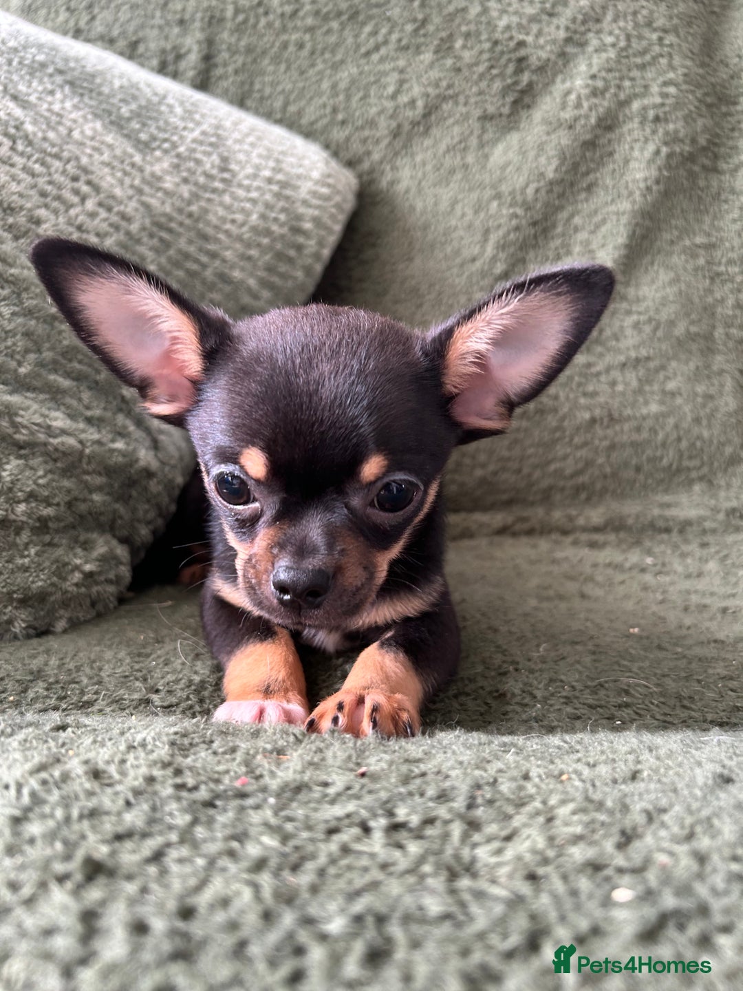 Chihuahua dogs for sale: Tiny chihuahua puppies  - Image 4