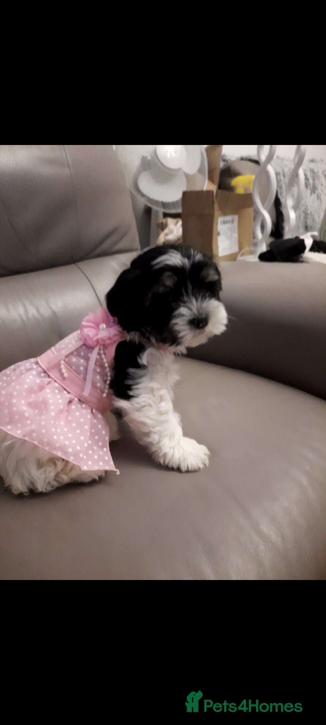 Lhasa Apso dogs for sale: 💜 REDUCED 💜 5* Kyi-Leos (Lhasa Apso/Maltese)   - Image 26